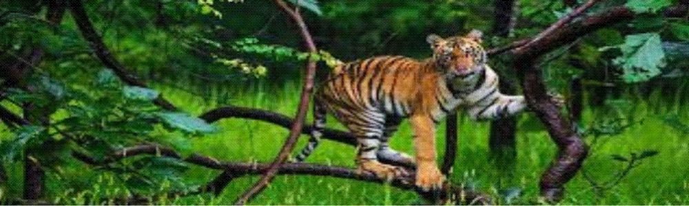 sangli chandoli national park